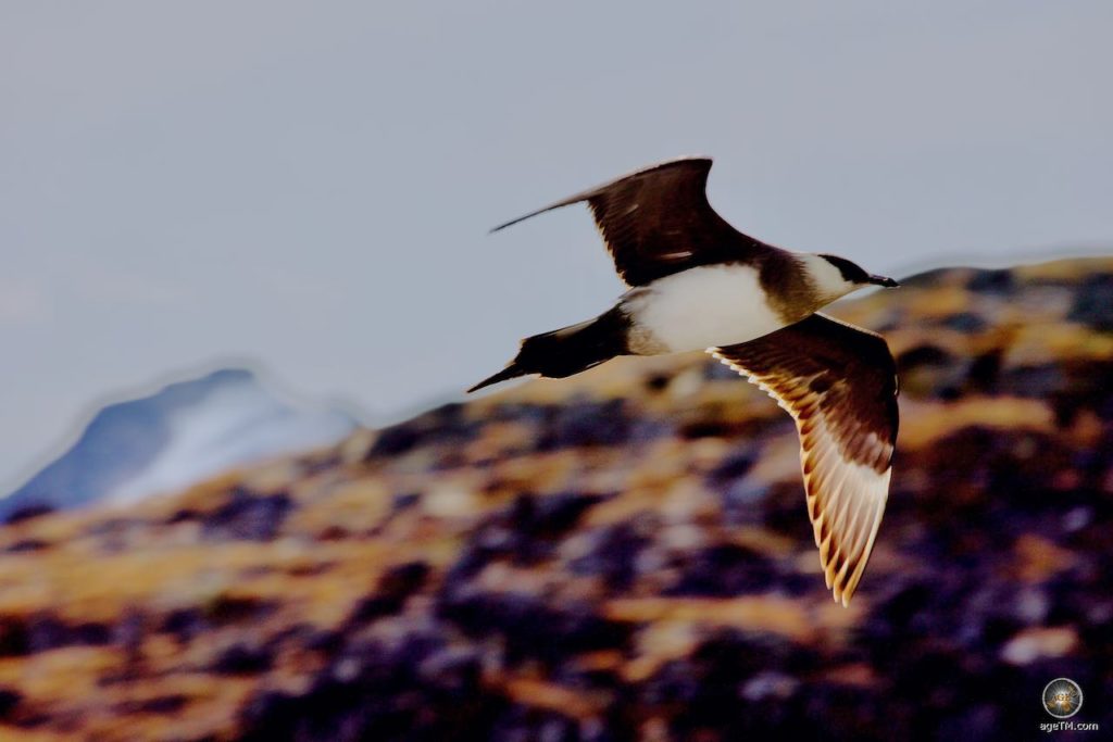 Raubmöwe (Stercorarius) im Flug über Gravneset im Magdalenefjord, Spitzbergen