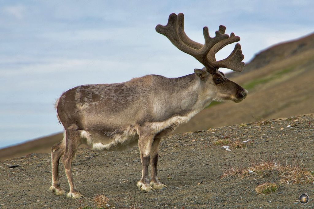 Spitzbergen-Ren (Rangifer tarandus platyrhynchus) Endemische Rentier - Tiere der Arktis - Svalbard Expedition Cruise