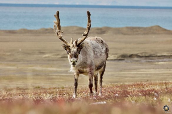 Spitzbergen-Ren (Rangifer tarandus platyrhynchus) Endemisches Rentier von Svalbard