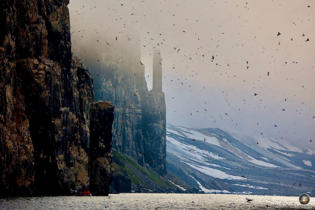 Tausende brütende Dickschnabellummen, Brünnich's Guillemot, Vogelfelsen Alkefjellet