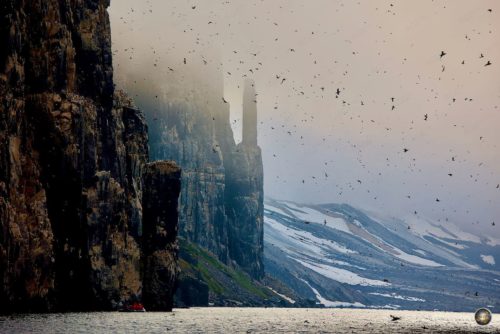 Tausende Dickschnabellummen (Brünnich's Guillemot) fliegen um den Vogelfelsen Alkefjellet in Spitzbergen bei Hochnebel und Abendlicht vor verschneiten Bergen der Arktis