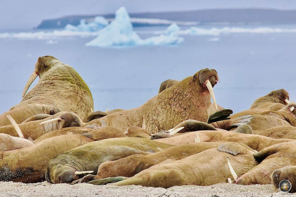 Walrosse (Odobenus rosmarus) Nordaustlandet Torellneset Walross-Kolonie - Tiere der Arktis Svalbard - Tierfotografie