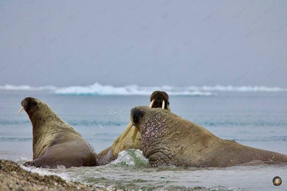 Atlantische Walrosse (Odobenus rosmarus) bei Torellneset