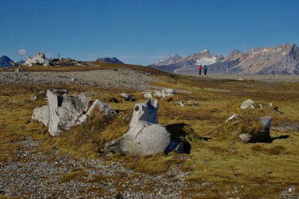Anlandung Gashamna - uralte Walknochen - Hornsund Spitzbergen Svalbard Kreuzfahrt