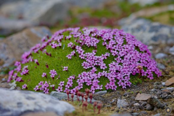 Silene Acaulis der Familie Caryophyllaceae wird auch Stängelloses Leimkraut, Polsternelke, Campion Moos oder Kompassblume genannt, arktische Pflanzen, Blumen Spitzbergen