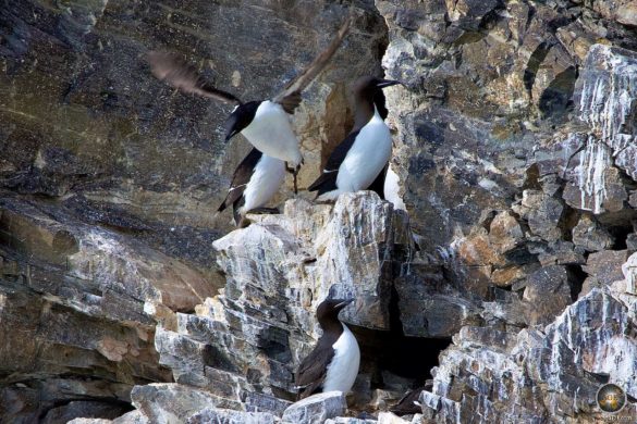 Dickschnabellummen (Uria lomvia) im Flug am Vogelfelsen der Julibukta in Spitzbergen