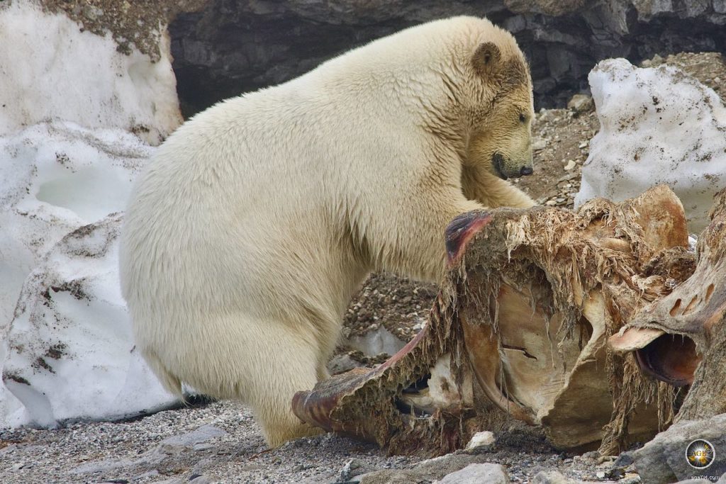 Eisbär (Ursus maritimus) Eisbär beim Fressen - Tiere der Arktis - Polar Bear Svalbard Wildlife Photography Spitzbergen