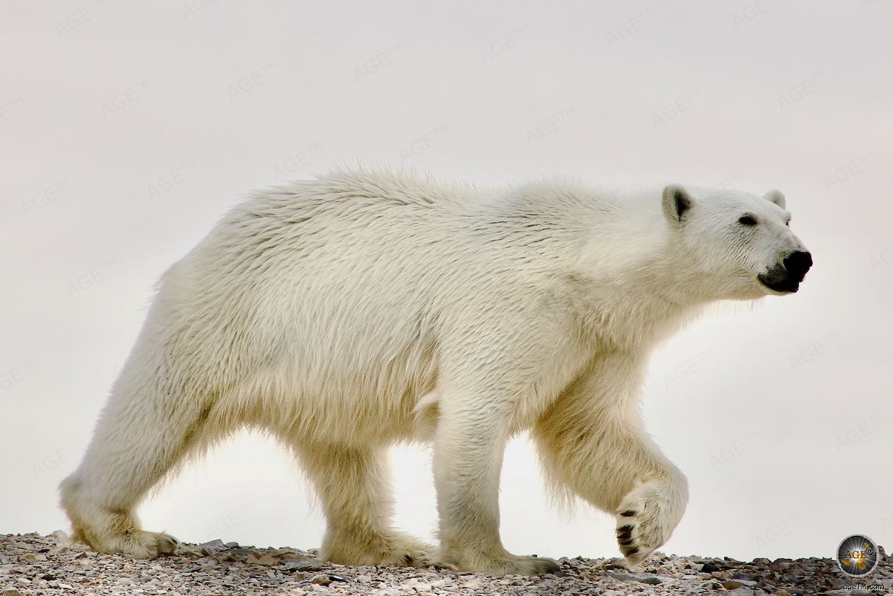 Eisbär (Ursus maritimus) Eisbären zählen zu den größten Raubtieren - Tiere der Arktis - Polar Bear Svalbard Wildlife Photography