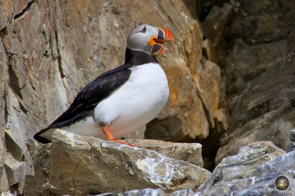 Papageitaucher (Fratercula arctica) Tierbeobachtung Vogelfelsen Vierzehnter Juli Gletscher Krossfjord Julibukta - Puffin Svalbard Arctic Cruise