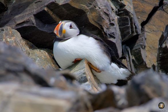 Papageitaucher (Fratercula arctica) in Spitzbergen auf dem Puffin Vogelfelsen