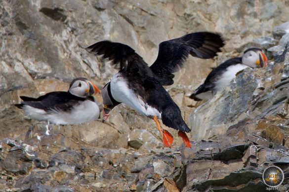 Papageitaucher (Fratercula arctica) in Spitzbergen beim Brüten auf Felsklippen, Puffins bei Julibukta