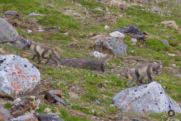 Junge Polarfüchse (Vulpes lagopus) mit Sommerfell in Spitzbergen, Krossfjord Julibukta