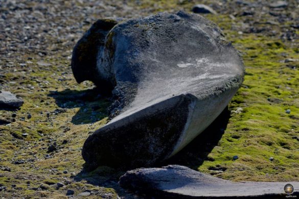 Walknochen - Kulturerbe Gashamna Hornsund Spitzbergen - Svalbard Kreuzfahrt