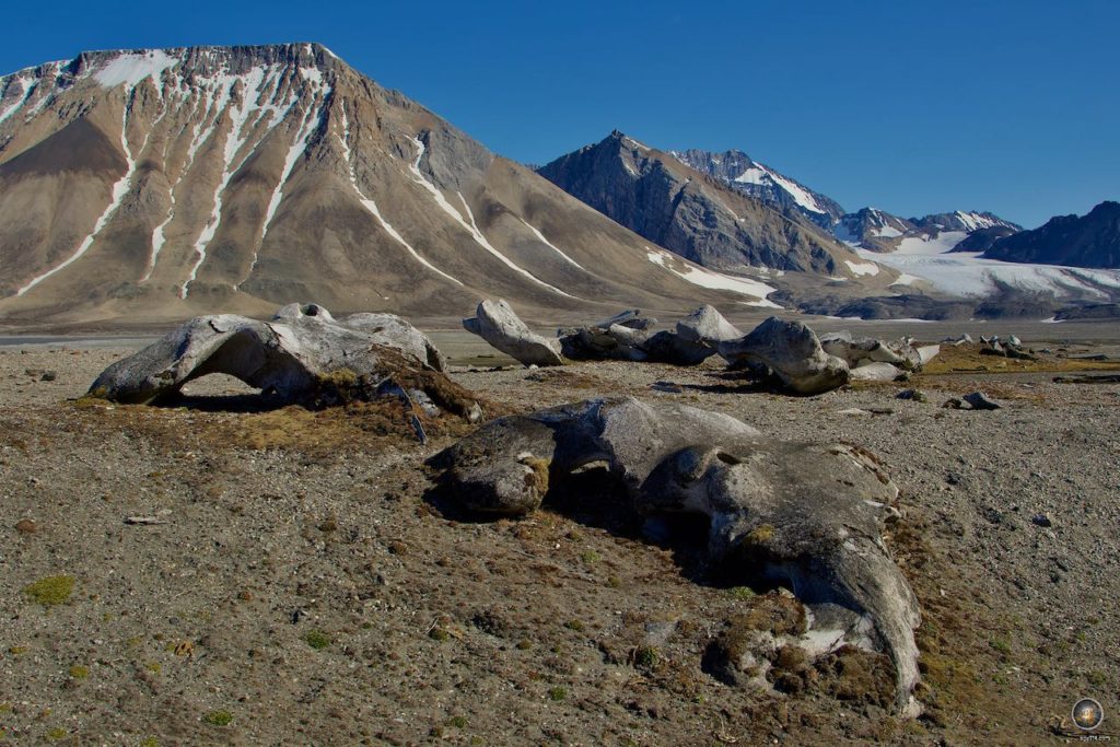 Walknochen bei Gashamna im Hornsund Spitzbergen Svalbard Kreuzfahrt