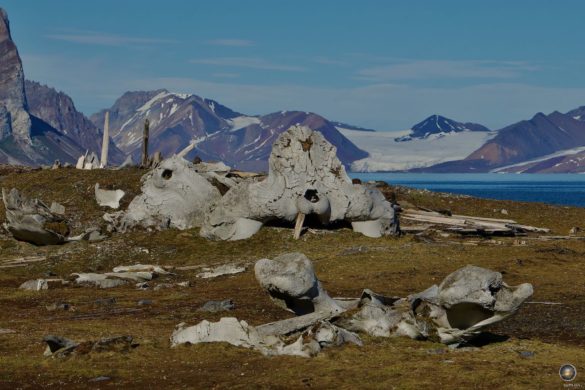 Walknochen beim Kulturerbe Gashamna im Hornsund Spitzbergen Svalbard Kreuzfahrt