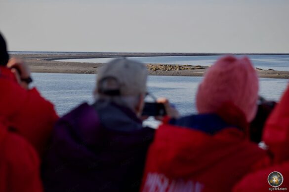 Passagiere einer Spitzbergen-Kreuzfahrt fotografieren Walrosse auf der Insel Moffen