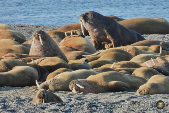 Auf der arktischen Insel Spitzbergen kann man Atlantische Walrosse beobachten