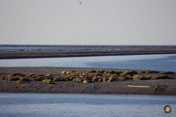 Walrosse (Odobenus rosmarus) Walross-Kolonie Insel Moffen Spitzbergen - Tiere der Arktis Svalbard - Tierfotografie Arktis-Reise