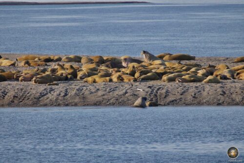 Walrosse (Odobenus rosmarus) - Walross-Kolonie Insel Moffen - Tiere der Arktis Svalbard - Arktis-Kreuzfahrt Spitzbergen Tierfotografie