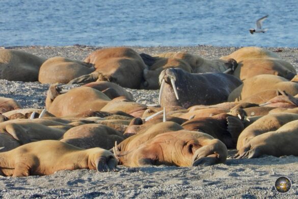Walrosse und Schwalbenmöwen sind das tierische Highlight der Insel Moffen