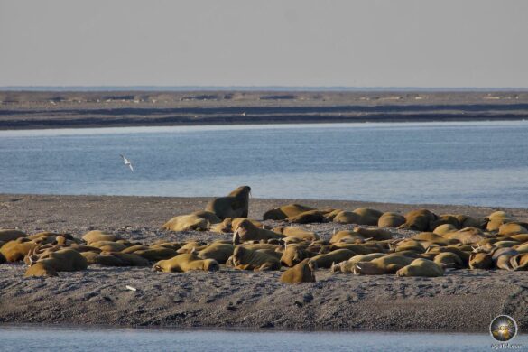 Eine Schwalbenmöwe (Larus sabini) fliegt über die Walross-Kolonie auf Moffen