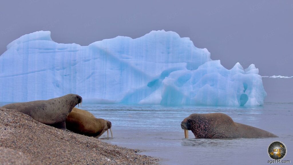 Walrosse Odobenus rosmarus vor einem Eisberg Spitzbergen Nordaustlandet Torellneset Walross Kolonie Tiere der Arktis Svalbard Tierfotografie