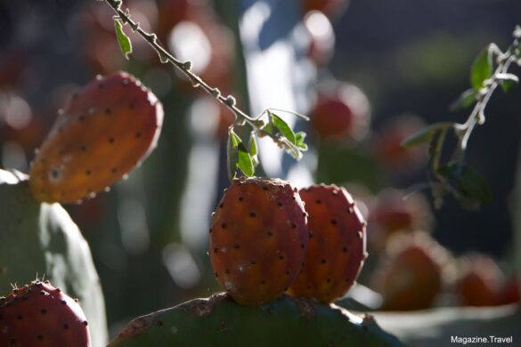 Kaktus-Blüten in der Schlucht von Alamo Teror Gran Canaria Kanarische Inseln Spanien