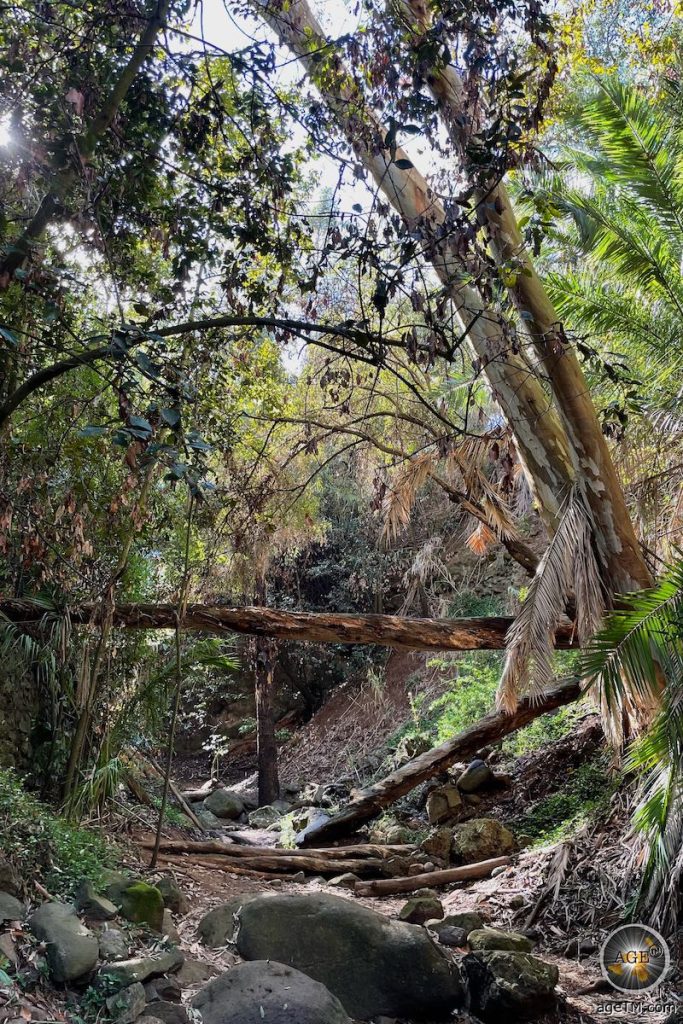 Schöne Landschaft beim Wandern im Barranco Del Alamo Teror Gran Canaria Kanarische Inseln Spanien