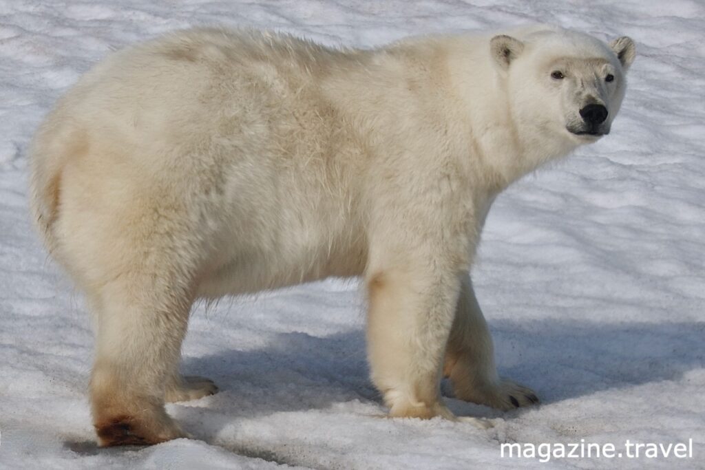 Magazine.Travel Reisemagazin 100% echt + exklusiv Eisbär Portrait Spitzbergen Hinlopenstrasse Wahlbergøya - Tiere der Arktis Eisbär (Ursus maritimus) Polarbär Polar Bear Svalbard Norway