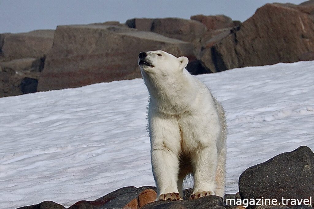 Eisbär Portrait Spitzbergen Norwegen Hinlopenstrasse - Tiere der Arktis Eisbär (Ursus maritimus) Polarbär Polar Bear Svalbard Norway