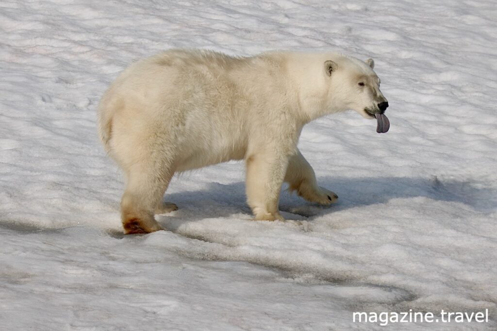 Eisbär Portrait mit ausgestreckter Zunge Norwegen Spitzbergen Hinlopenstrasse - Tiere der Arktis Eisbär (Ursus maritimus) Polarbär Polar Bear Svalbard Norway