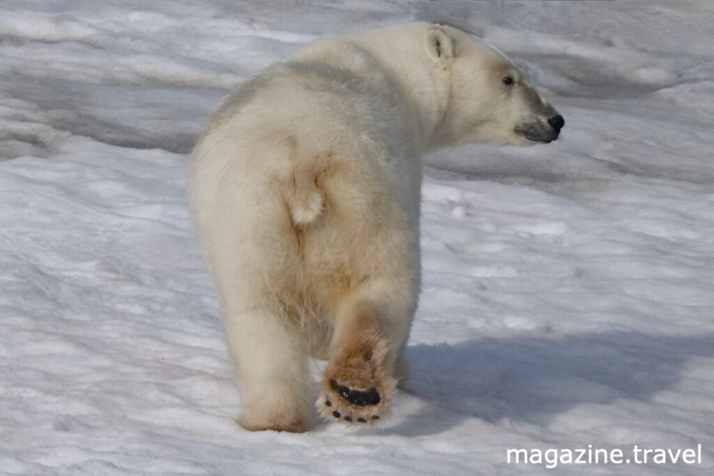 Eisbär Profilbild Spitzbergen Hinlopenstrasse Wahlbergøya - Tiere der Arktis Eisbär (Ursus maritimus) Polarbär Polar Bear Svalbard Norway