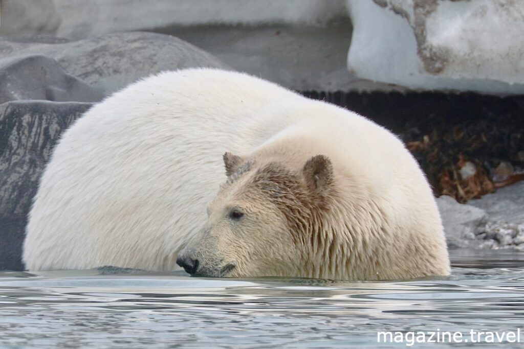 Eisbär im Wasser Norwegen Spitzbergen Hinlopenstrasse - Tiere der Arktis Eisbär (Ursus maritimus) Polarbär Polar Bear Svalbard Norway