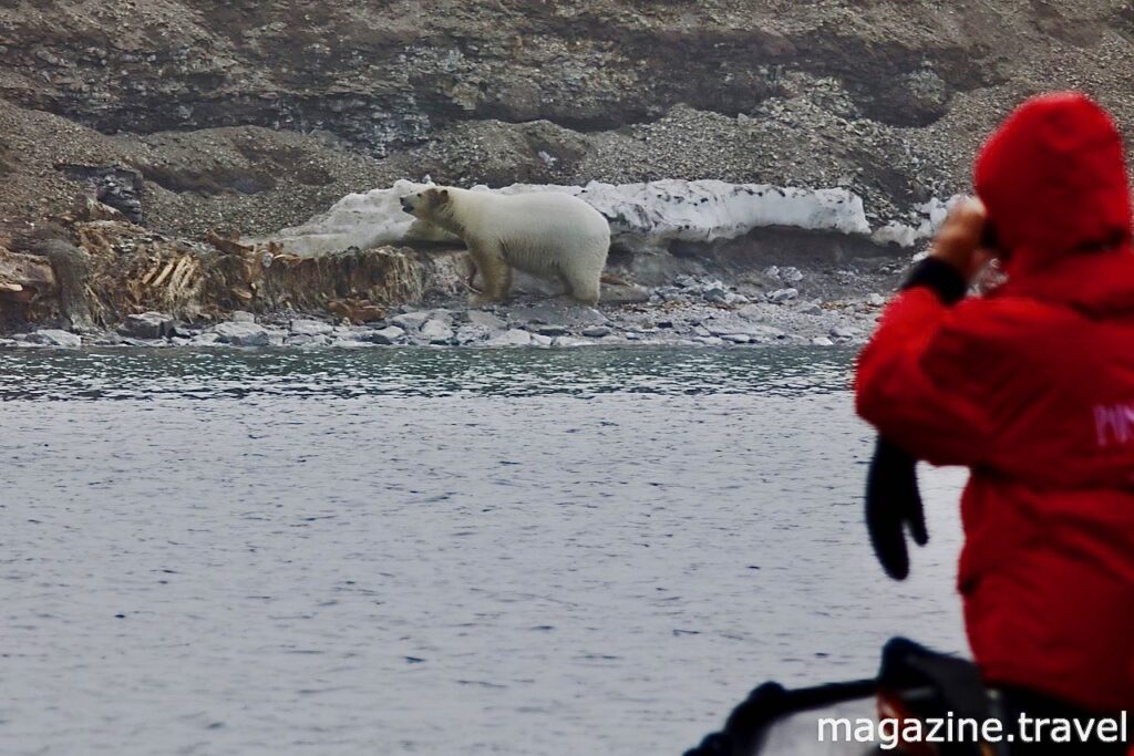 Eisbären beobachten in Spitzbergen Norwegen - Tiere der Arktis - Eisbär (Ursus maritimus) Polarbär Polar Bear Svalbard Norway