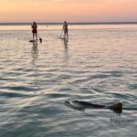Wildlife monkey mia delfine stand up paddeln shark bay