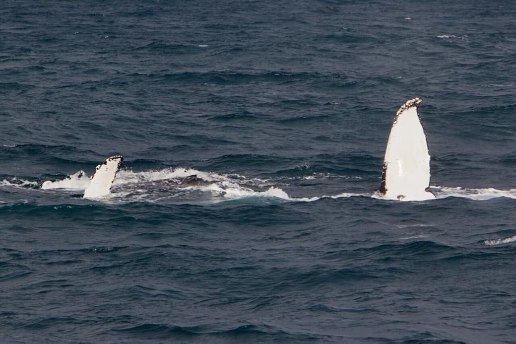 Die lange, markante Brustflosse eines Buckelwals ragt senkrecht aus den Wellen vor der Küste Westaustraliens