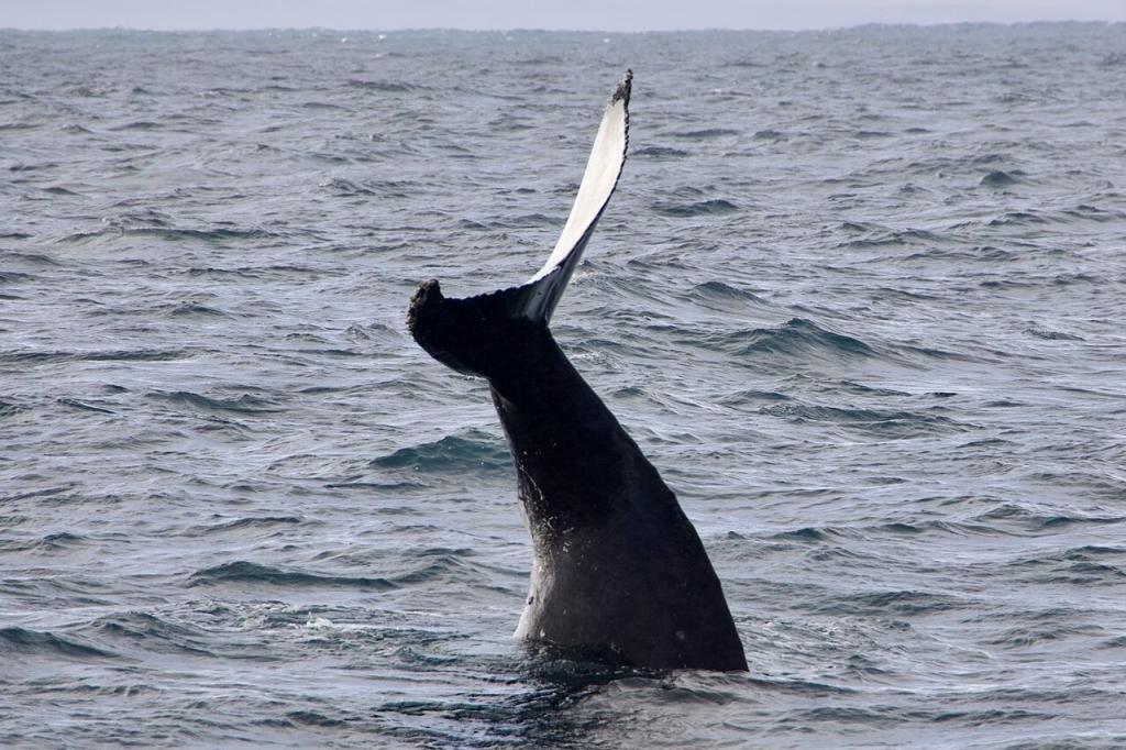Die mächtige Schwanzflosse eines Buckelwals ragt senkrecht aus dem Ozean, kurz bevor das Tier in die Tiefe abtaucht.