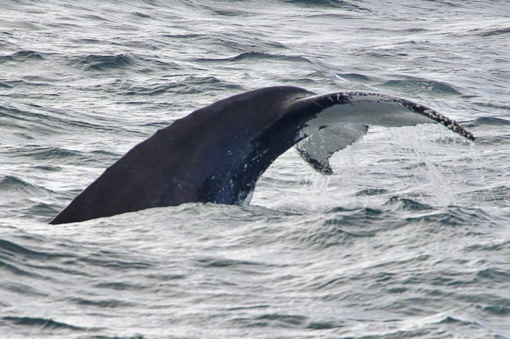 Detailreiche Aufnahme der Schwanzflosse eines Buckelwals, an deren Rändern Wasser abtropft.