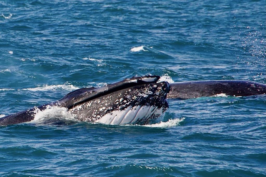 Buckelwal schwimmt im Wasser.