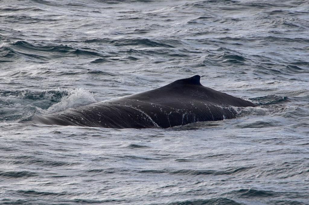 Der dunkle Rücken und die kleine Finne (Rückenflosse) eines Buckelwals an der Wasseroberfläche. Buckelwal-Rückenflosse Sichtung mit Whale-Watching Western Australia
