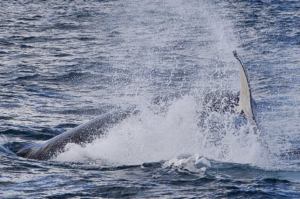 Ein Buckelwal schlägt kräftig mit seiner Schwanzflosse auf die Wasseroberfläche und erzeugt eine große Gischtwolke