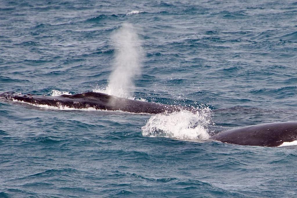 Zwei Buckelwale schwimmen im Ozean vor Augusta, einer bläst eine gut sichtbare Wasserfontäne in die Luft.