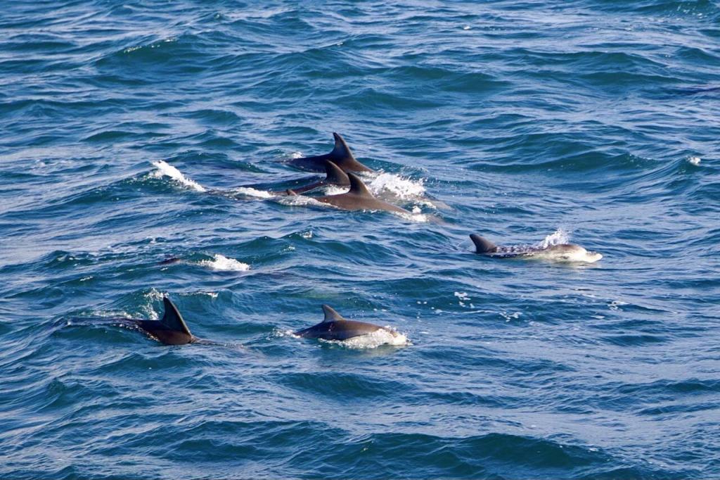Eine Gruppe von Delfinen durchbricht dynamisch schwimmend die Meereswellen