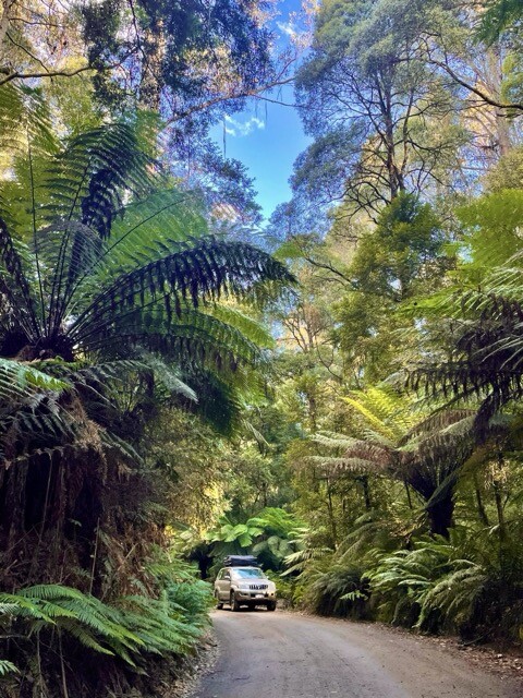 Toyota Prado 4WD Camper im Australischen Regenwald