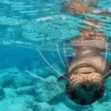 Natur-und-Tiere-im-Urlaub-Tierbeobachtung-und-AGE™-Tierlexikon-seltener-Tierarten